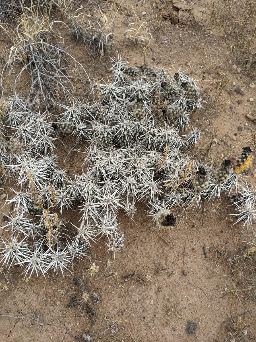 Grusonia clavata - (Engelm.) H.Rob.
