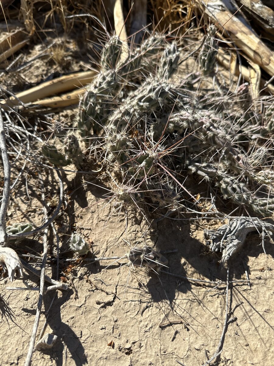 Grusonia grahamii - (Engelm.) H.Rob. (Graham’s Club Cholla) — photo