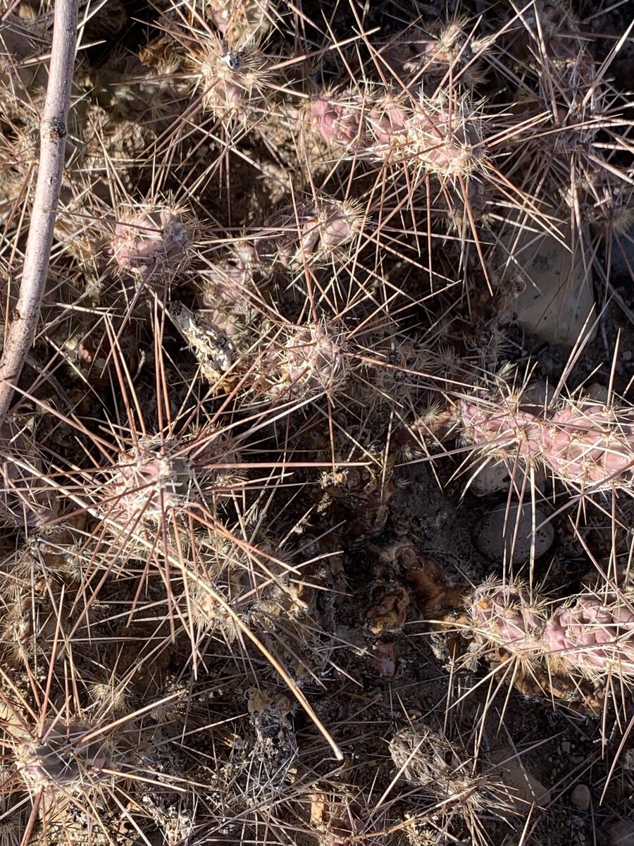 Grusonia grahamii - (Engelm.) H.Rob. (Graham’s Club Cholla) — photo