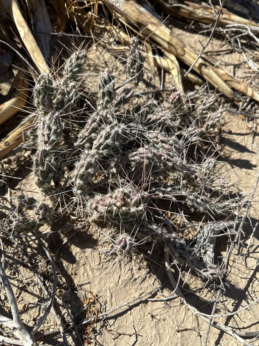 Grusonia grahamii - (Engelm.) H.Rob.