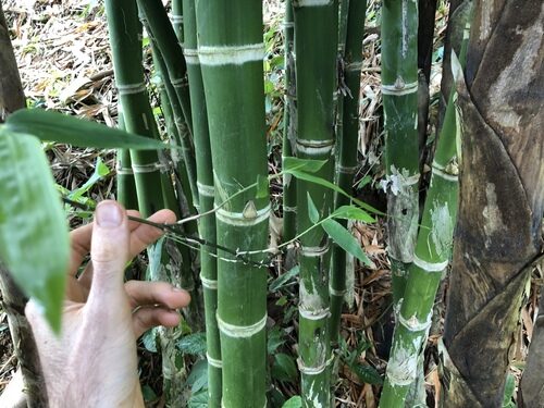 Guadua angustifolia (Guadua) — photo