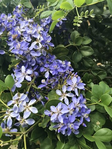 Guaiacum officinale (Common lignum-vitae) — photo