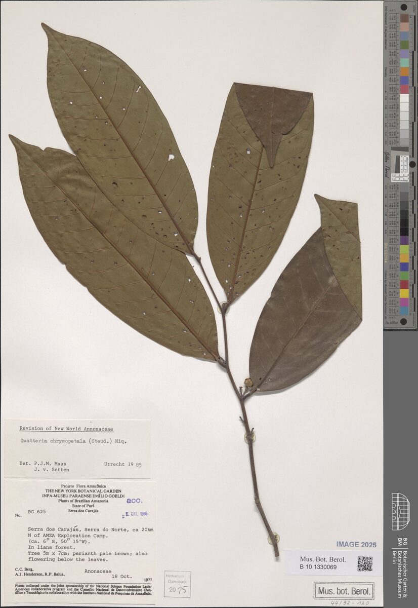 Guatteria chrysopetala (Arara) — photo