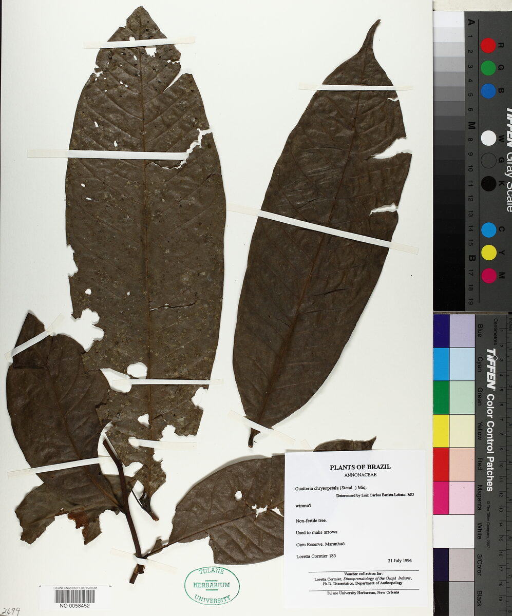 Guatteria chrysopetala