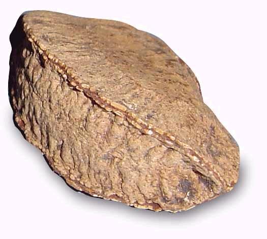 Gustavia dodsonii