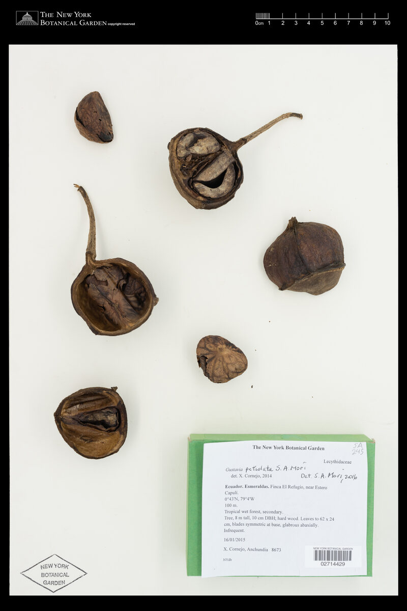 Gustavia petiolata (Petiolate gustavia) — photo