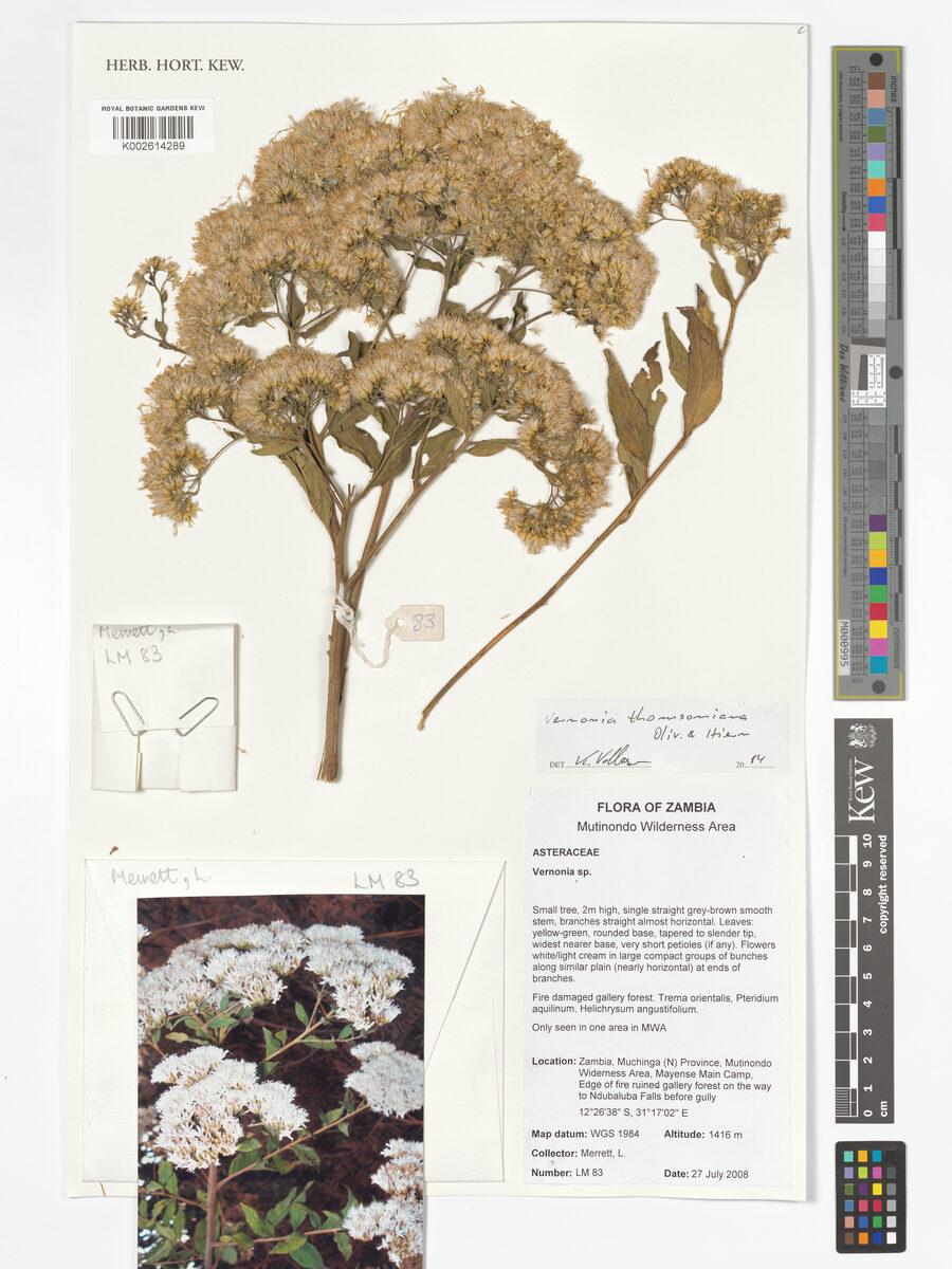 Gymnanthemum thomsonianum — photo