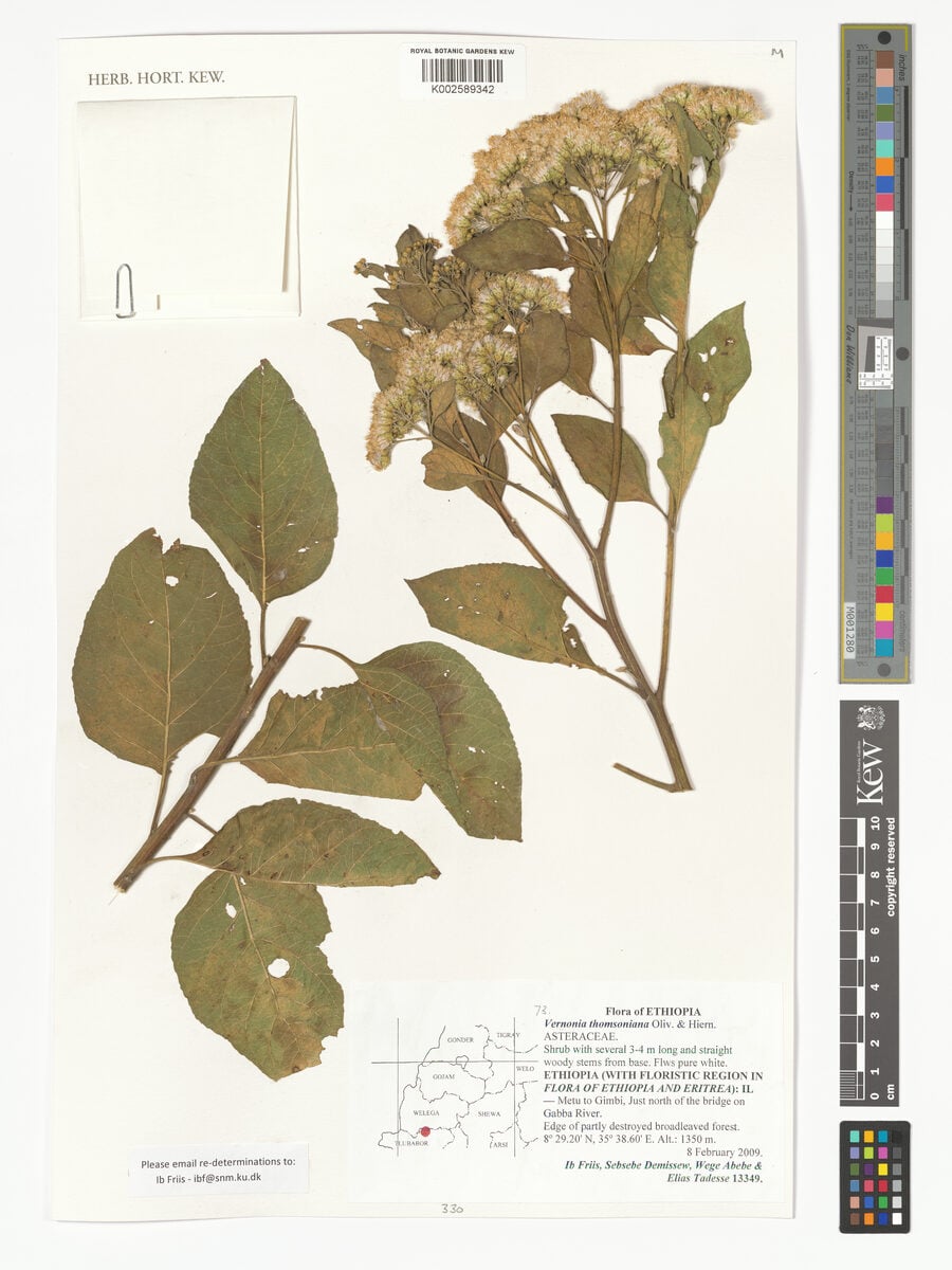Gymnanthemum thomsonianum