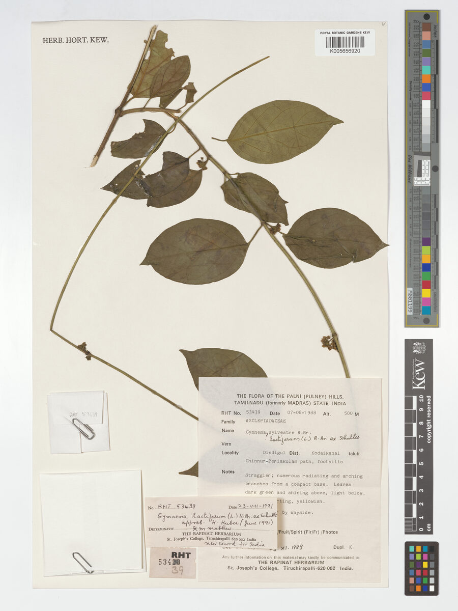 Gymnema lactiferum (Cow plant) — photo