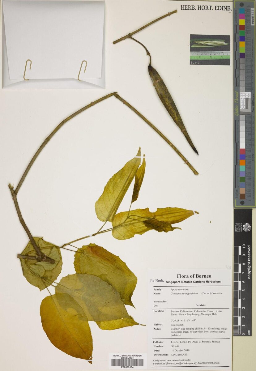 Gymnema syringaefolium