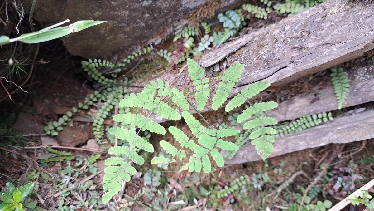 Gymnocarpium remotepinnatum — photo