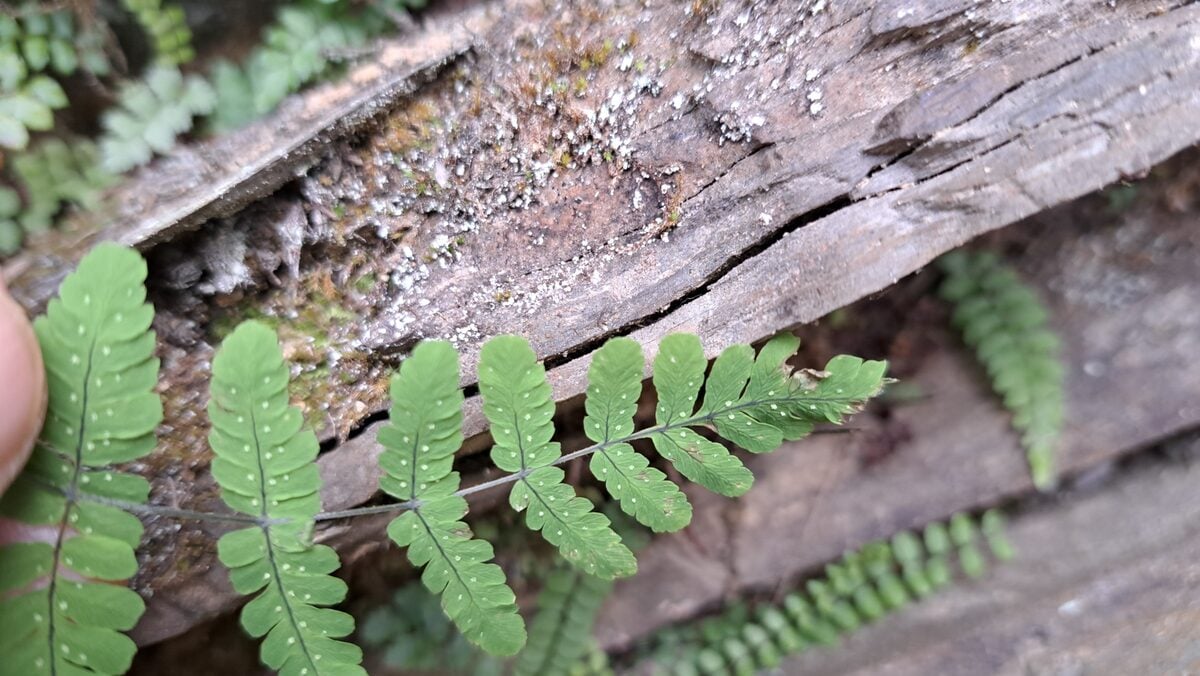 Gymnocarpium remotepinnatum — photo