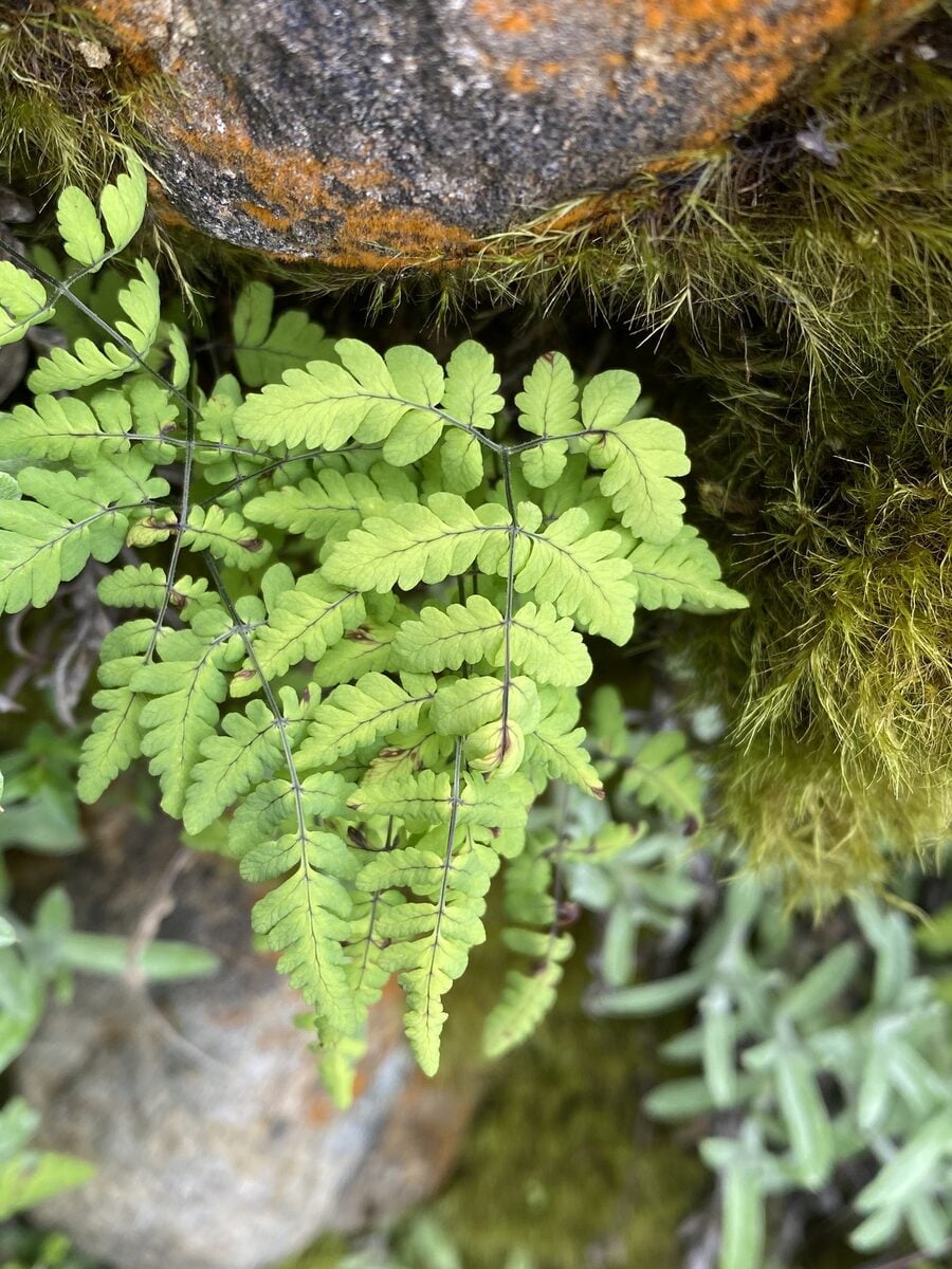 Gymnocarpium remotepinnatum
