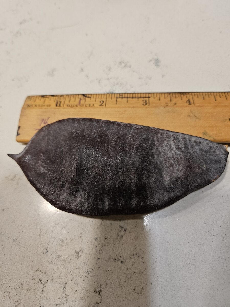 Gymnocladus dioica - (L.)K.Koch. (Kentucky Coffee Tree) — photo