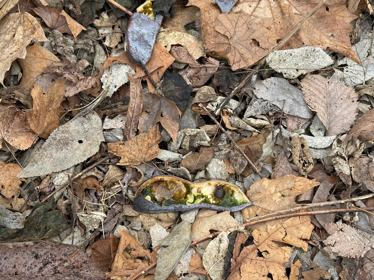 Gymnocladus dioica - (L.)K.Koch. (Kentucky Coffee Tree) — photo