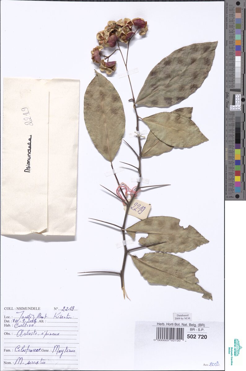 Gymnosporia serrata — photo