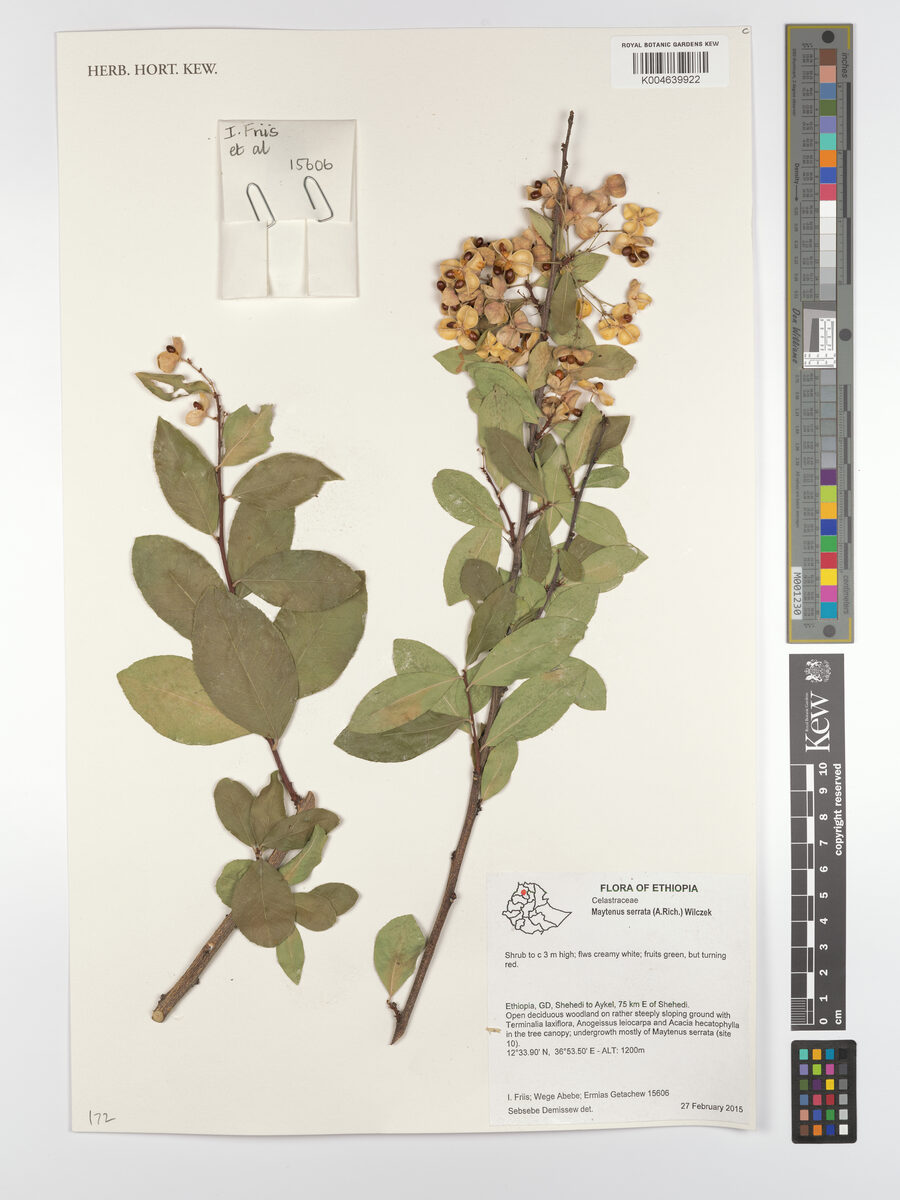 Gymnosporia serrata