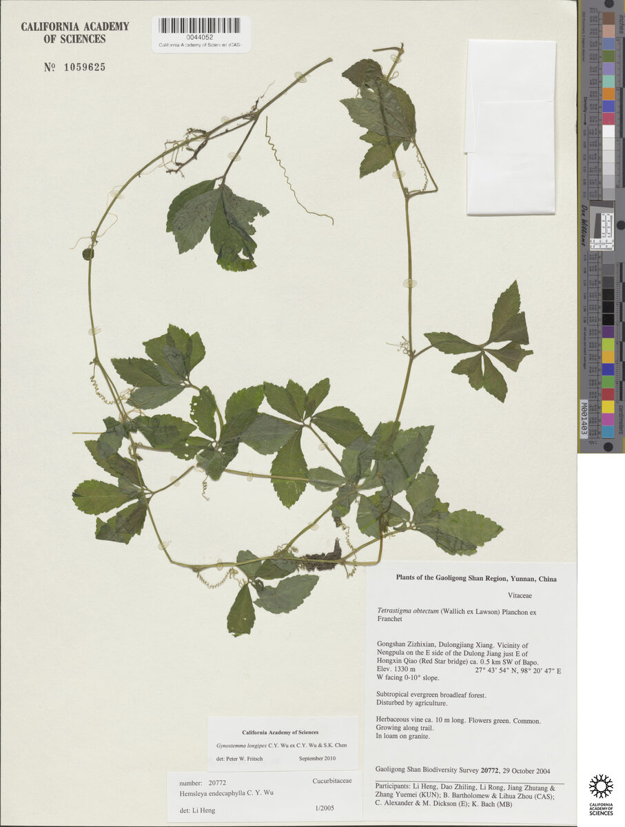 Gynostemma pubescens — photo