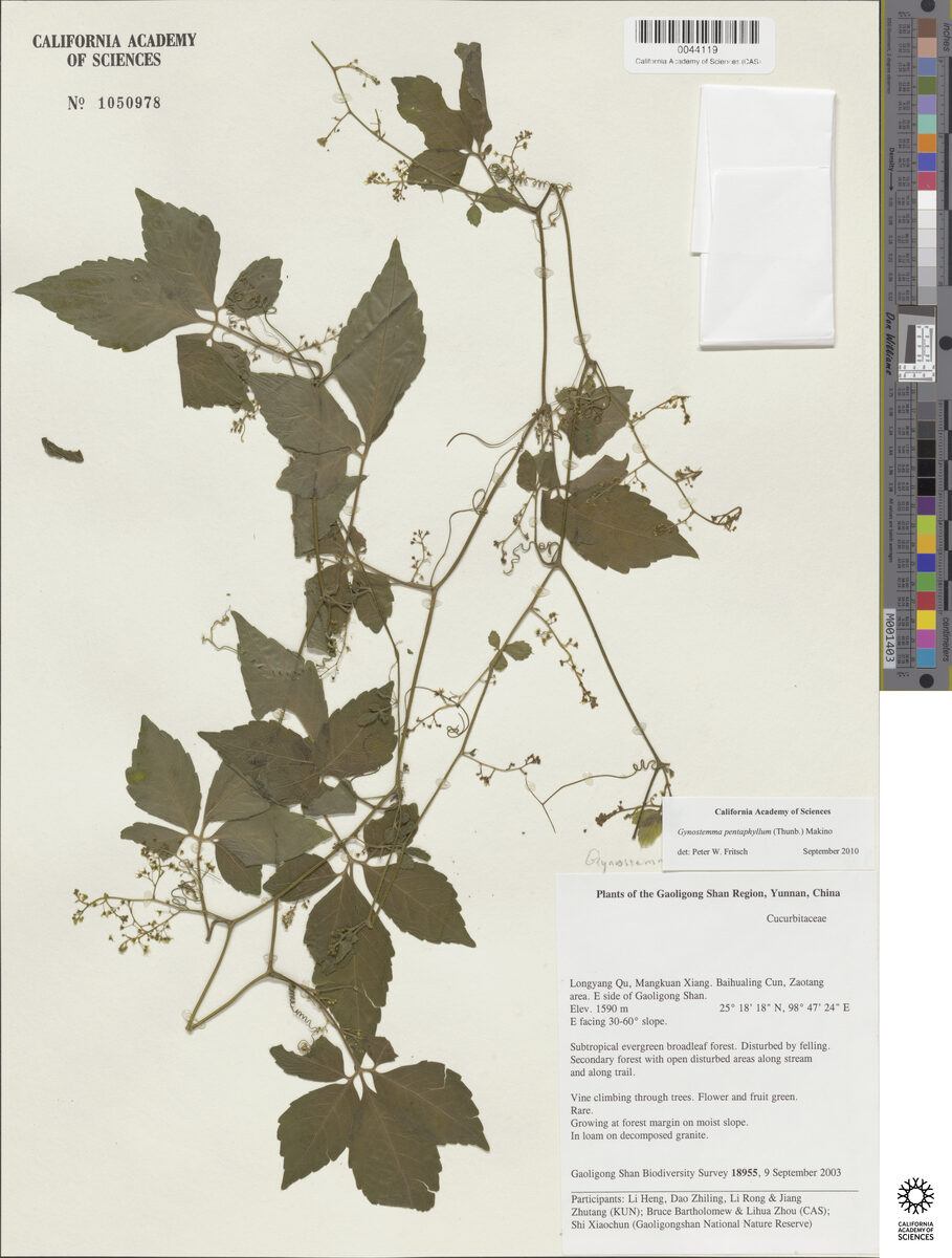 Gynostemma pubescens — photo