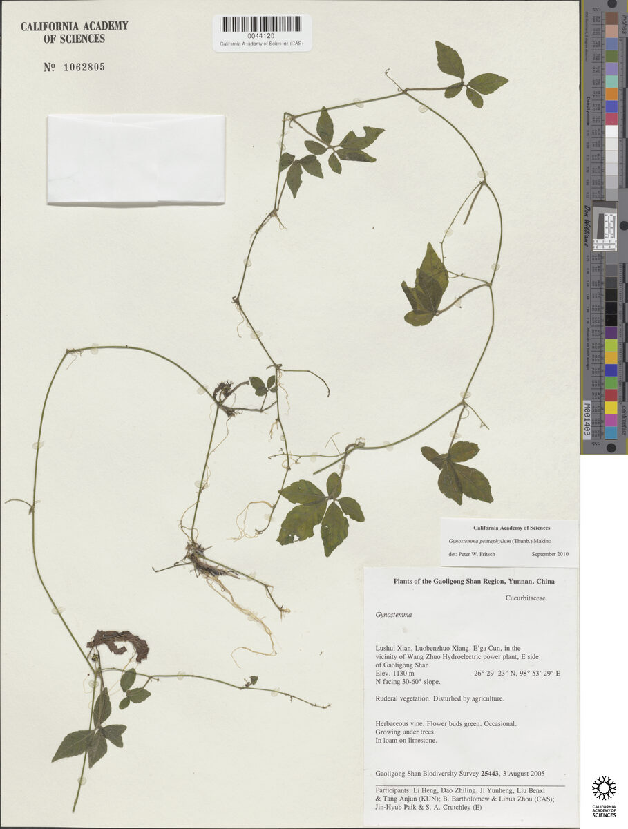 Gynostemma pubescens