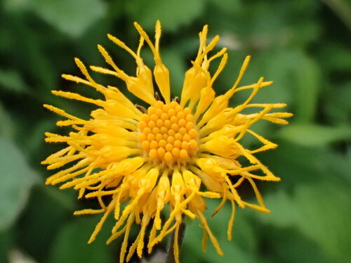 Gynura divaricata (Chinese groundsel) — photo