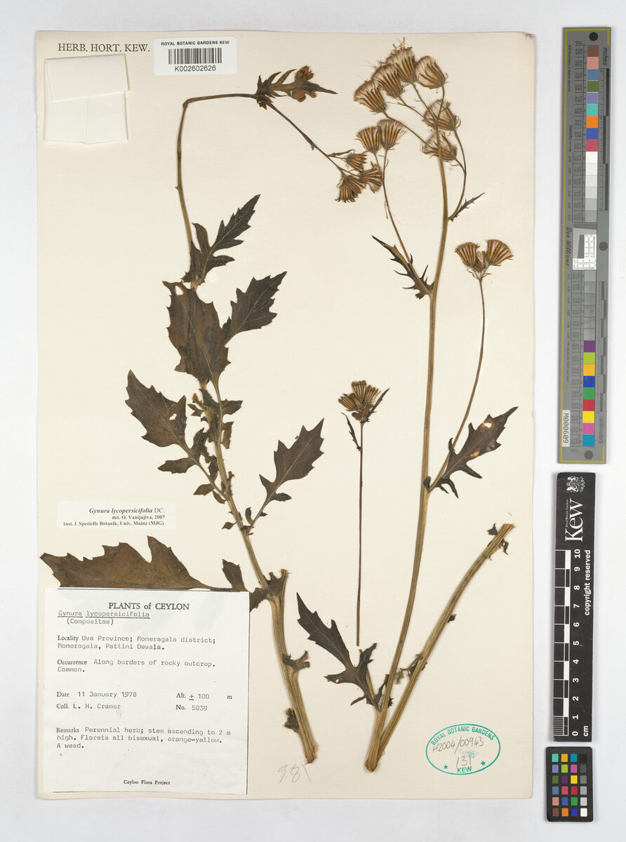 Gynura lycopersicifolia — photo