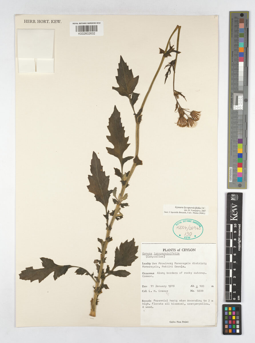 Gynura lycopersicifolia — photo