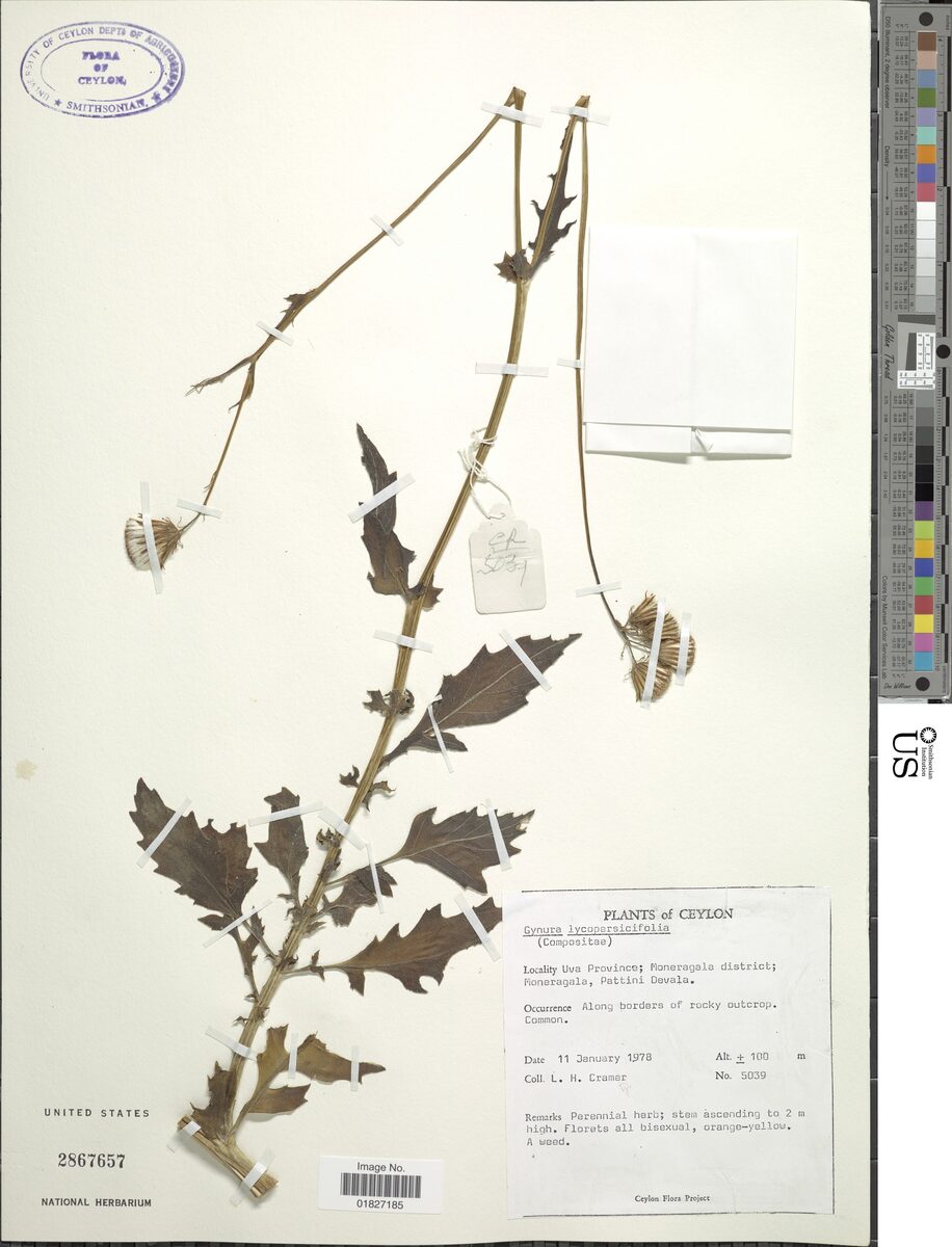 Gynura lycopersicifolia