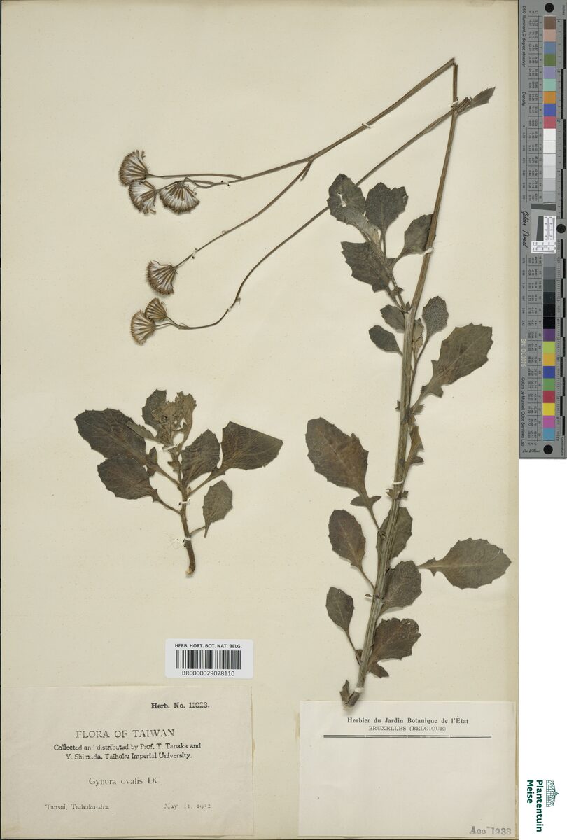 Gynura ovalis