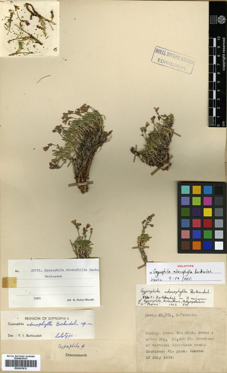 Gypsophila adenophylla — photo