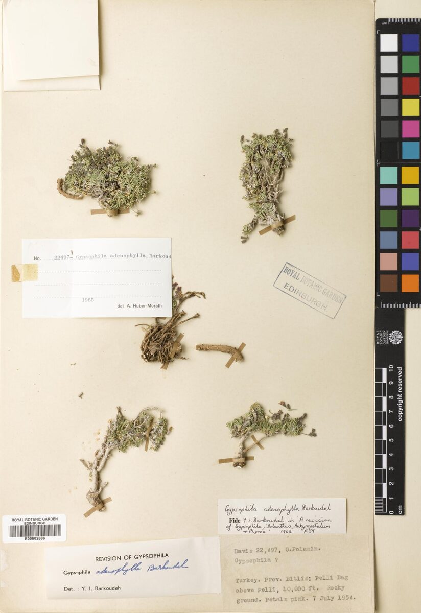 Gypsophila adenophylla — photo