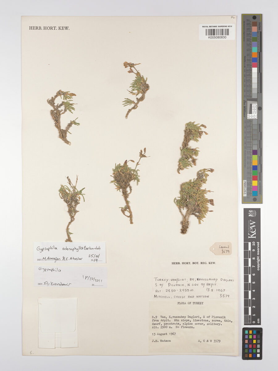 Gypsophila adenophylla
