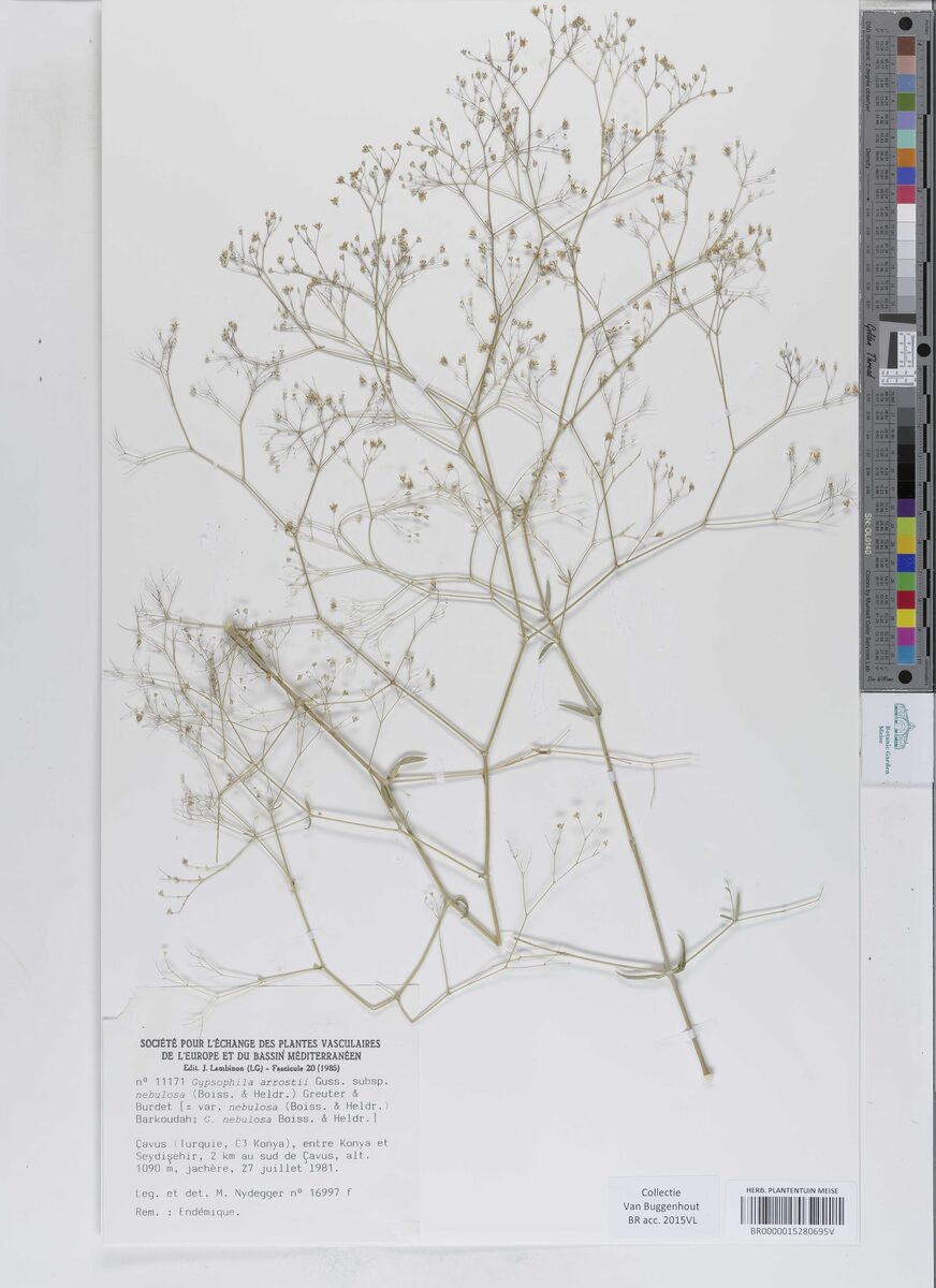 Gypsophila arrostii subsp. nebulosa (Arrost's Baby's breath) — photo