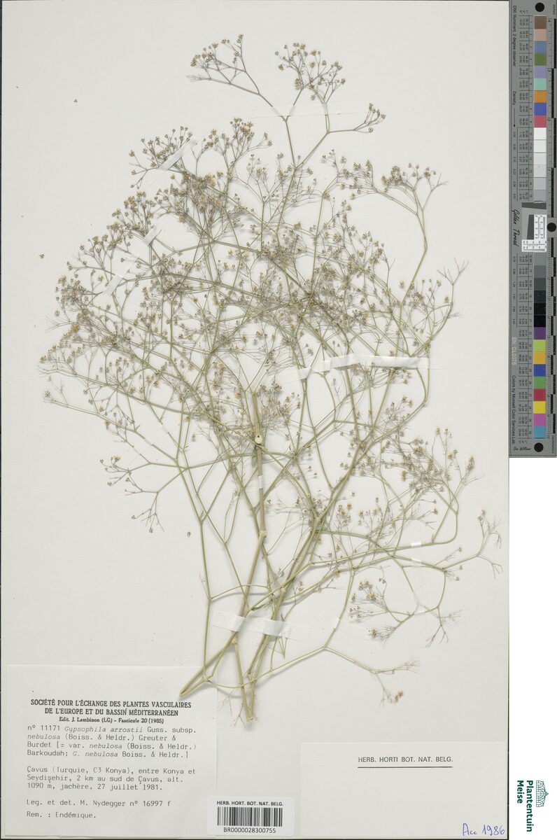Gypsophila arrostii subsp. nebulosa (Arrost's Baby's breath) — photo
