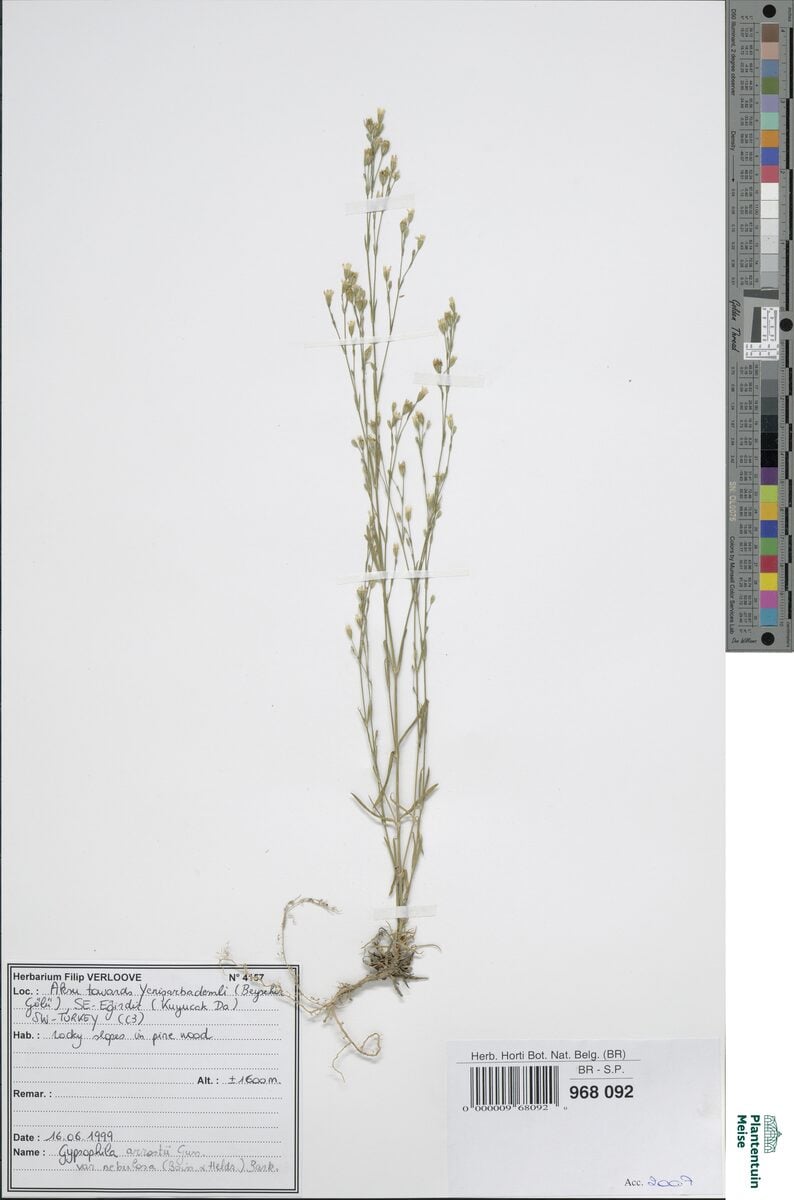 Gypsophila arrostii subsp. nebulosa