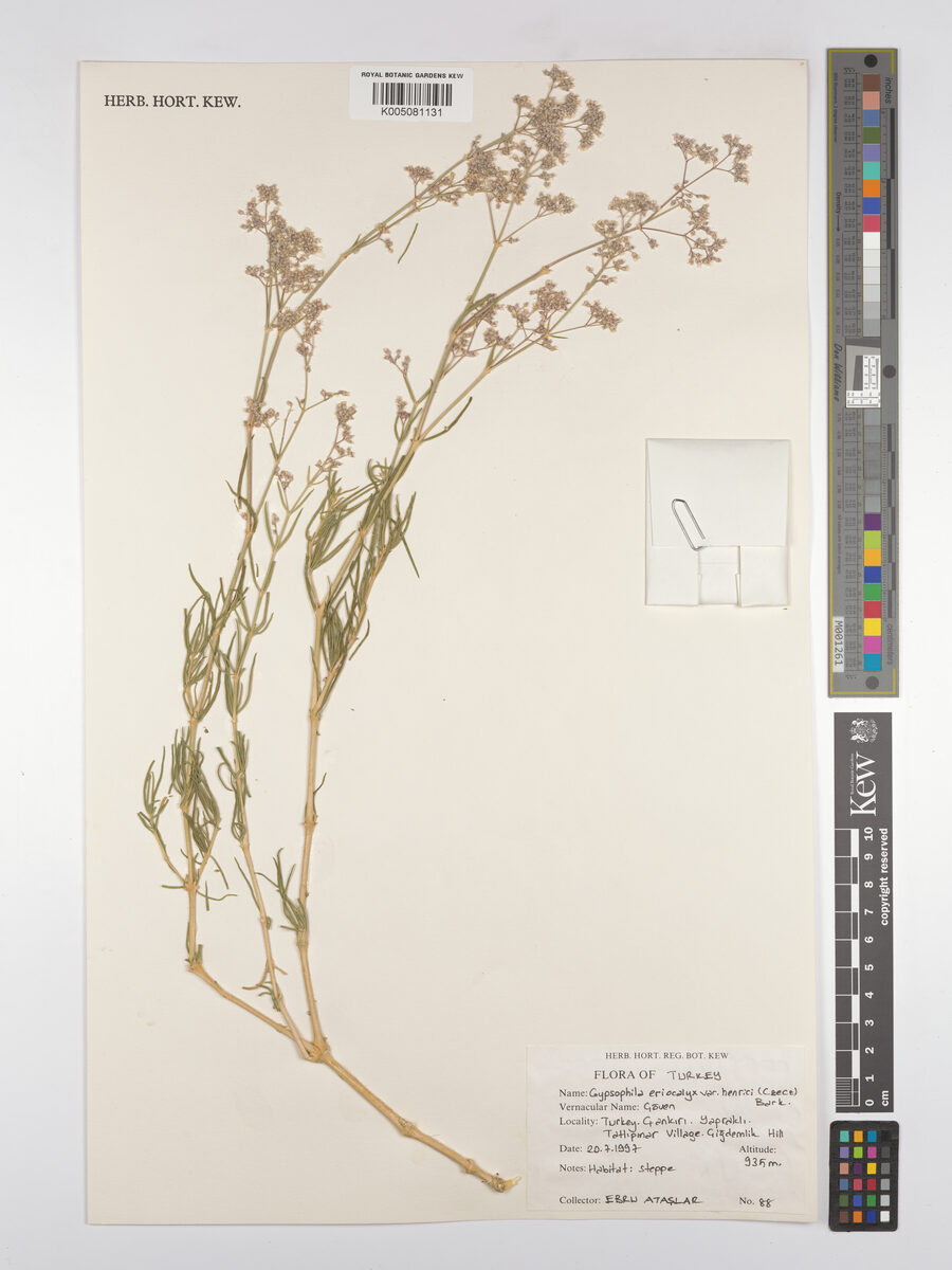 Gypsophila eriocalyx — photo