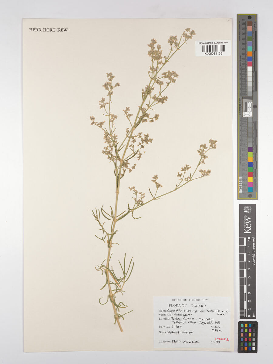 Gypsophila eriocalyx — photo
