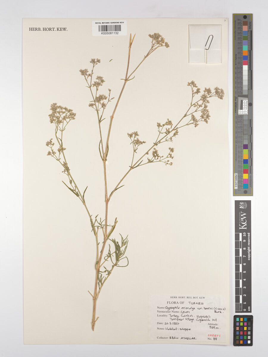 Gypsophila eriocalyx