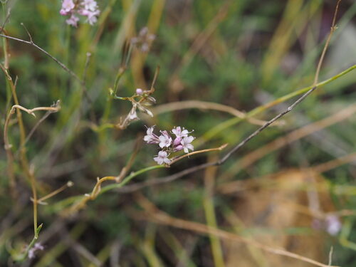 Gypsophila licentiana — photo