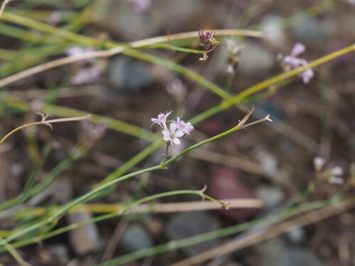 Gypsophila licentiana — photo