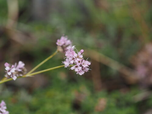 Gypsophila licentiana