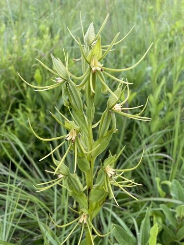 Habenaria adolphi