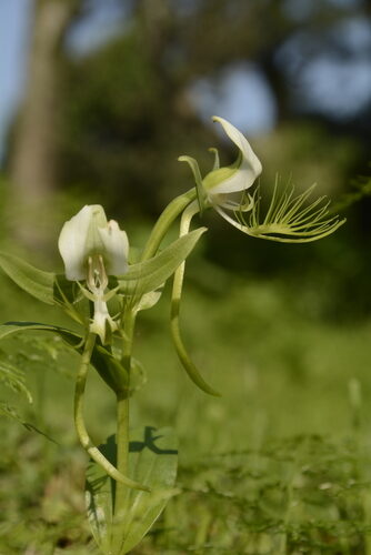 Habenaria intermedia — photo
