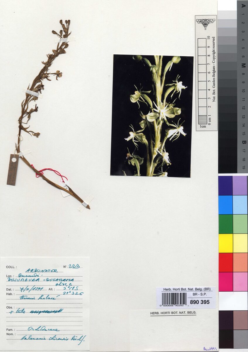 Habenaria microsaccos — photo