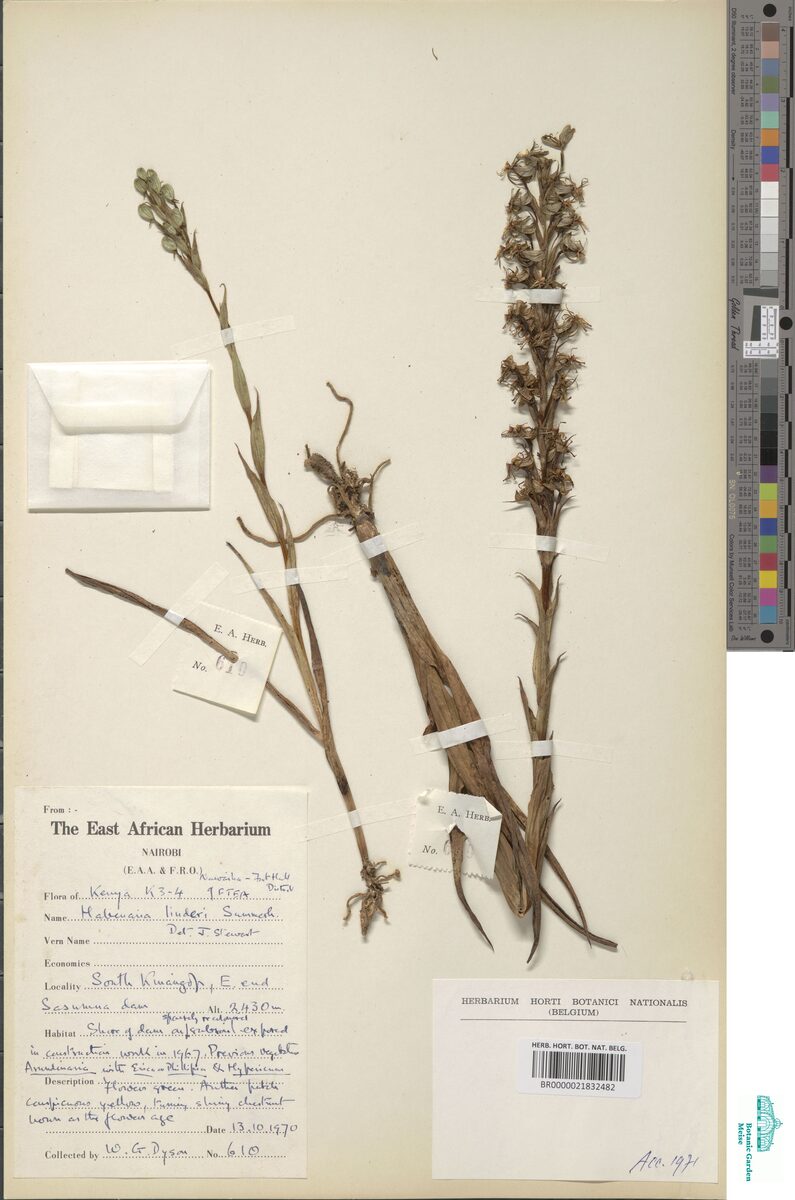 Habenaria microsaccos — photo