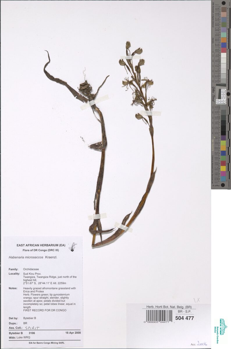 Habenaria microsaccos