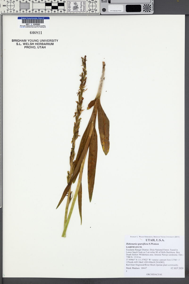 Habenaria sparsiflora (Sparse-flowered bog orchid) — photo
