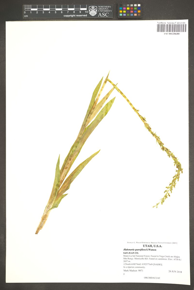 Habenaria sparsiflora (Sparse-flowered bog orchid) — photo