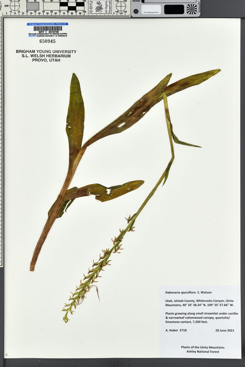 Habenaria sparsiflora