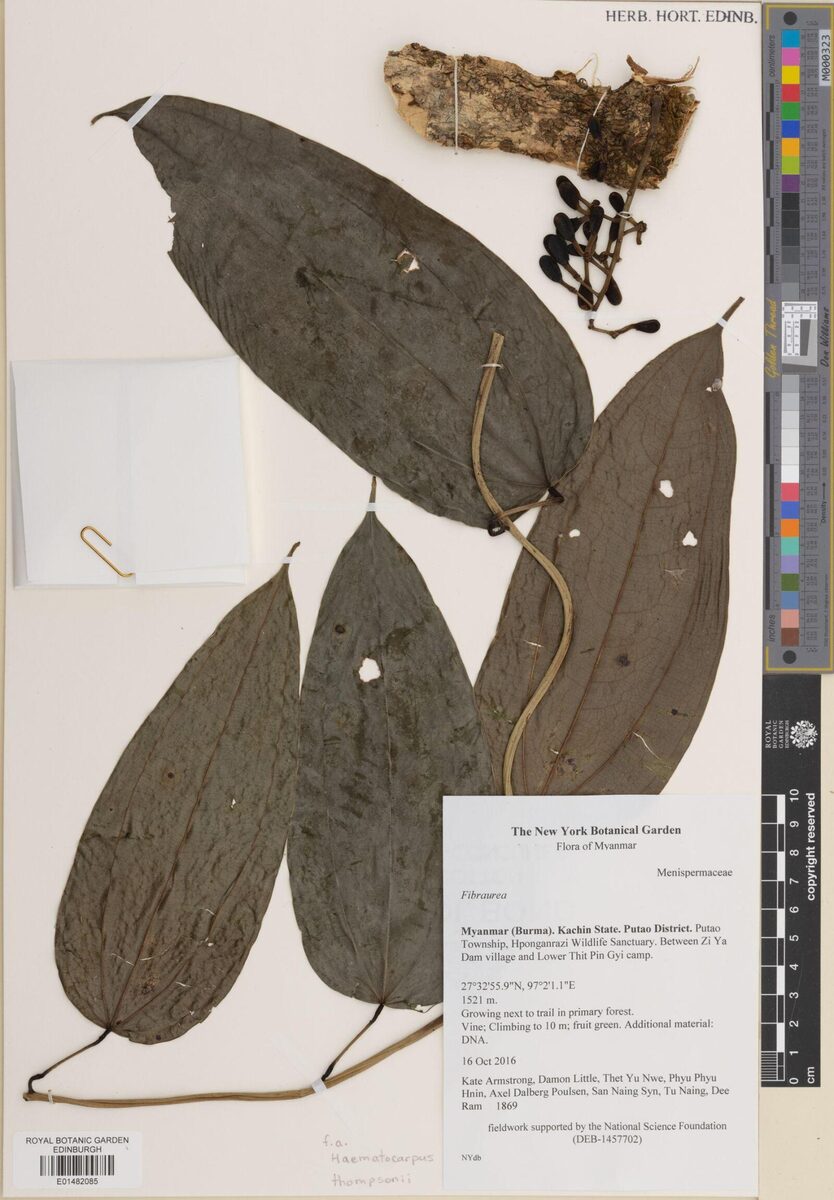 Haematocarpus thompsonii